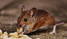 24 Hour & Emergency Exterminators in So Cal Edison Co, CA
